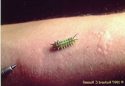 Hvordan til at behandle en larve brod. Forstå de typer af reaktioner, der er muligt med en larve brod.