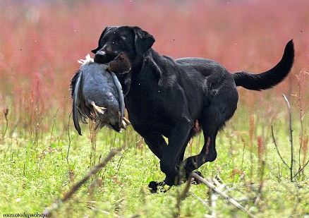 Sådan at træne din hund til jagt. Forskning de forskellige racer af vandhunde.