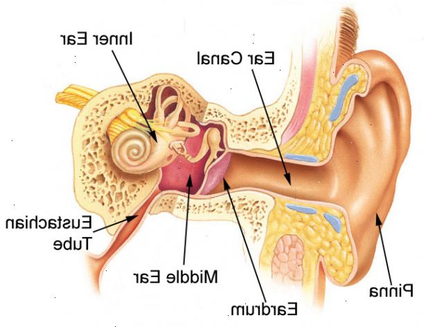 Sådan fjerne væske i ørerne. Prøv først at fjerne væsken med ordinære poster eller metoder.