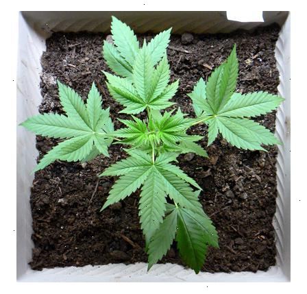 Hvordan til at vokse medicinsk marihuana