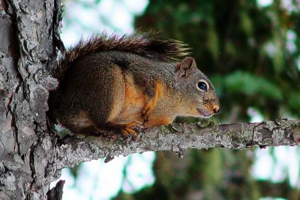 Hvordan man fælde et egern med dagligdags materialer. Fyld en høj spand 1/3 af vejen op med vand.