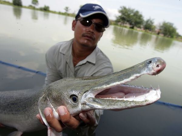 Hvordan til at fiske efter alligator gar. Mange sydlændinge vil fortælle dig den foretrukne metode til fiskeri efter Gars er bowfishing!