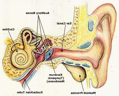 Sådan helbredelse en øre infektion. Diagnosticere sværhedsgraden af øreinfektion.