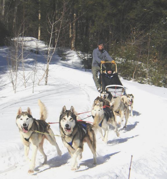 Sådan kommer du i gang hund mushing. Få en hund, men kun hvis du allerede ved, du kan lide mushing.