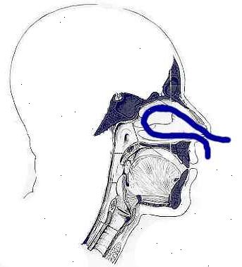 Hvordan man bruger en neti pot. Lav en opløsning af saltvand og desinficeres vand.